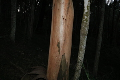 Eucalyptus major