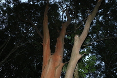 Eucalyptus major