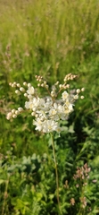 Filipendula vulgaris