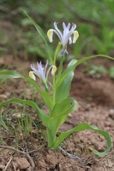 Iris vicaria