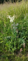 Filipendula vulgaris