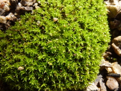 Barbula calycina