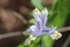 Iris vicaria
