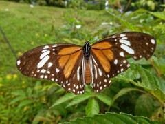 Danaus melanippus hegesippus