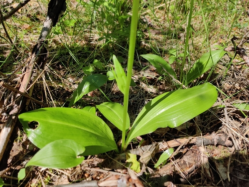 Lesser butterfly-orchid