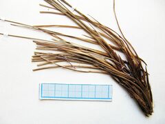 Carex meyeriana