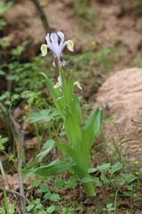 Iris vicaria