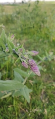 Salvia nemorosa pseudosylvestris