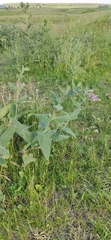 Salvia nemorosa pseudosylvestris
