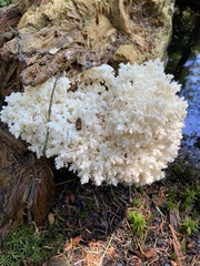 Hericium alpestre