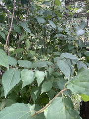 Philadelphus pekinensis
