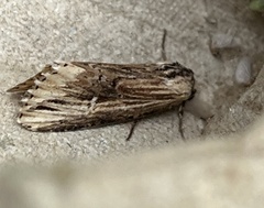 Crambodes talidiformis