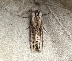 Crambodes talidiformis