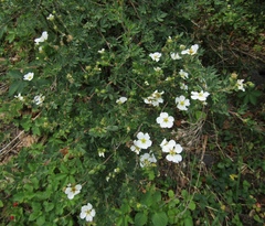 Dasiphora mandshurica