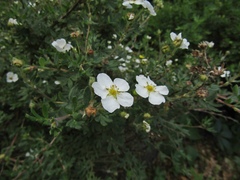 Dasiphora mandshurica