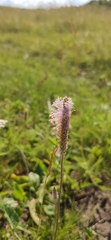 Plantago