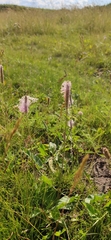 Plantago
