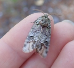 Pseudorthodes