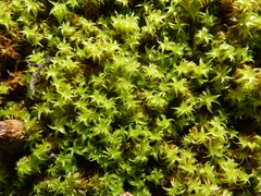 Leptodontium paradoxum