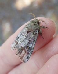 Pseudorthodes