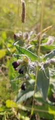Nonea pulla