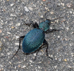 Carabus scabrosus tauricus
