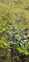 Nonea pulla