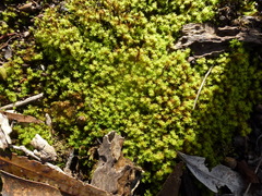 Leptodontium paradoxum