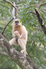 Trachypithecus geei