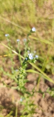 Lappula squarrosa
