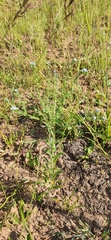 Lappula squarrosa