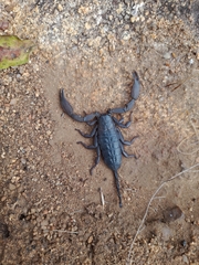 Hadogenes troglodytes