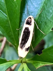 Thysanoptyx incurvata