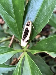 Thysanoptyx incurvata