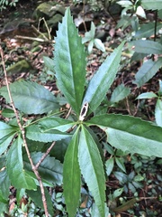 Thysanoptyx incurvata