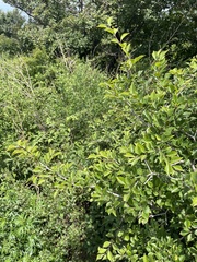 Rhamnus globosa