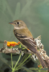 Least Flycatcher photo 5