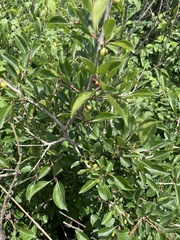 Rhamnus globosa