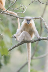 Trachypithecus geei