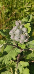 Arctium tomentosum