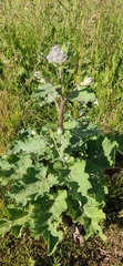 Arctium tomentosum