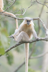 Trachypithecus geei