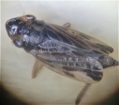 Evacanthus acuminatus