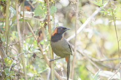 Pterorhinus ruficollis