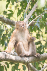 Macaca assamensis