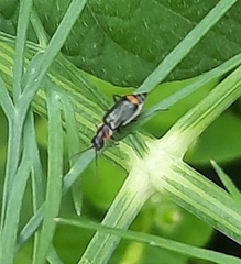 Axinotarsus pulicarius