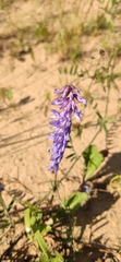 Vicia cracca