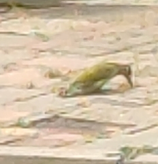 Picus viridis