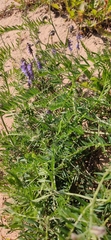 Vicia cracca
