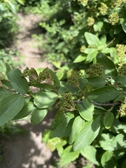 Spiraea ouensanensis